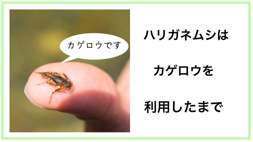 ハリガネムシに寄生されたカマキリのその後。ハリガネムシ はカゲロウの幼虫も利用