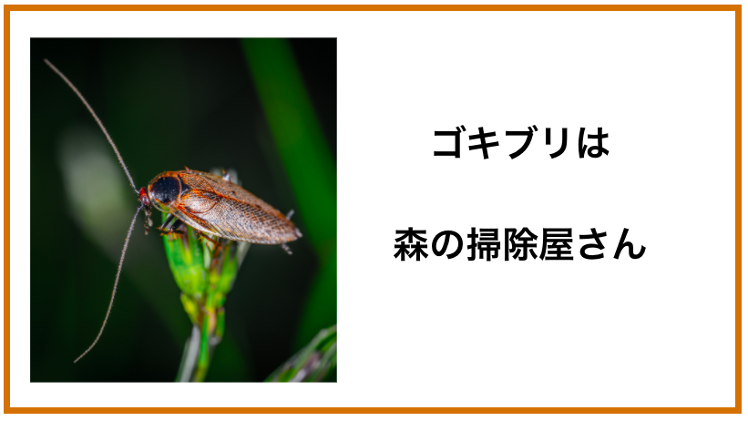 ゴキブリにまさかの存在意義！地球と人類の未来を救う４つの使命|地球にとって尊いゴキブリの存在意義２つ|熱帯の森を消滅の危機から守っている