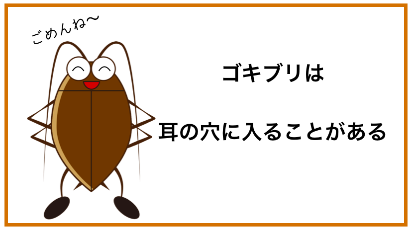 ゴキブリに電気つけて寝るは効果無し！ゴキブリは耳の穴に入ることがあるので注意