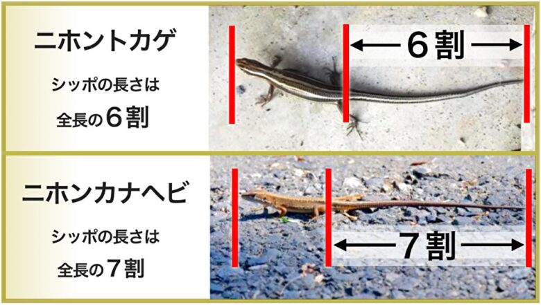 ニホントカゲ とニホンカナヘビの違い（尻尾の長さ）
