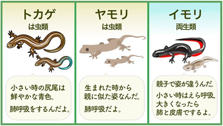 哺乳類 と 爬虫類 の 違い