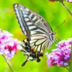 胡蝶しのぶのモデルの蝶「アゲハチョウ」