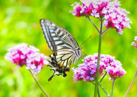 胡蝶しのぶの蝶の舞は「アゲハチョウ」