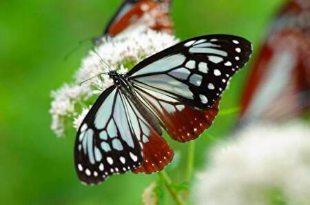 胡蝶しのぶの羽織と模様が似ている「アサギマダラ」